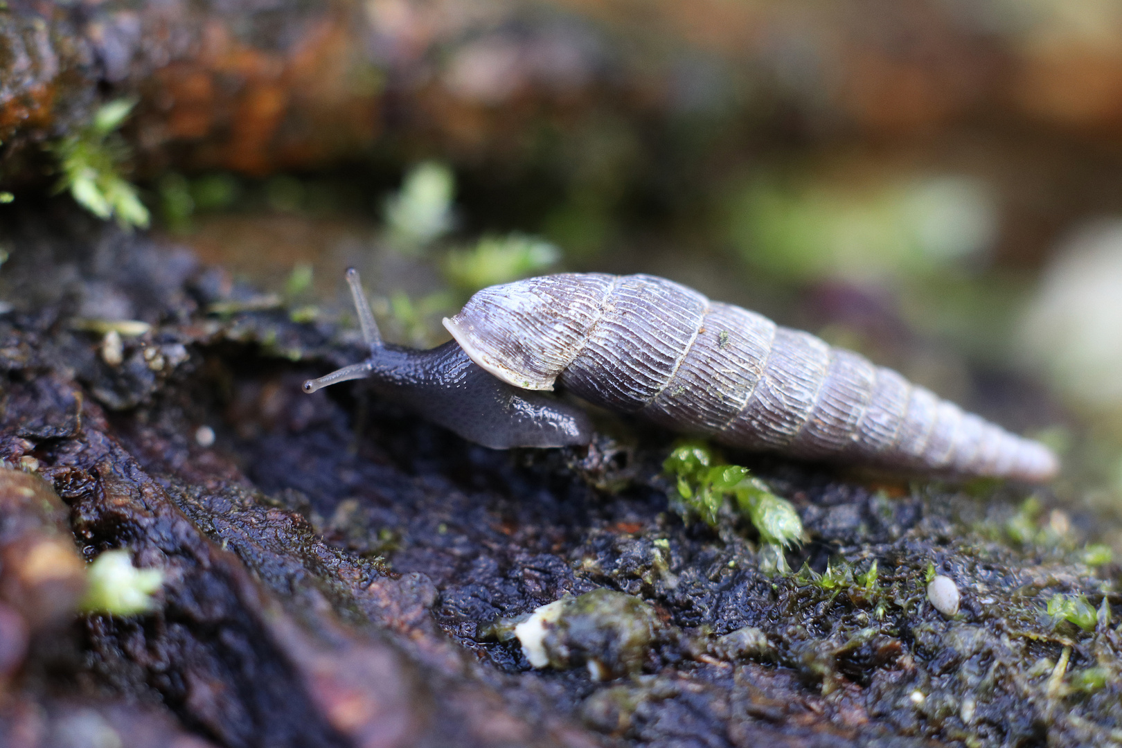 Schließmundschnecke Foto & Bild tiere, wildlife, schnecken & muscheln