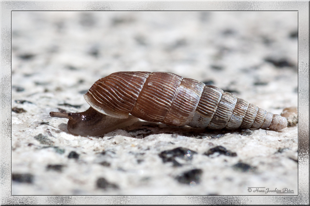 Schließmundschnecke