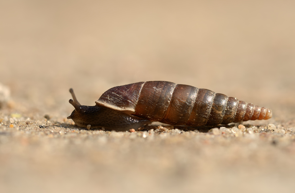 Schließmundschnecke Foto & Bild tiere, wildlife, schnecken & muscheln