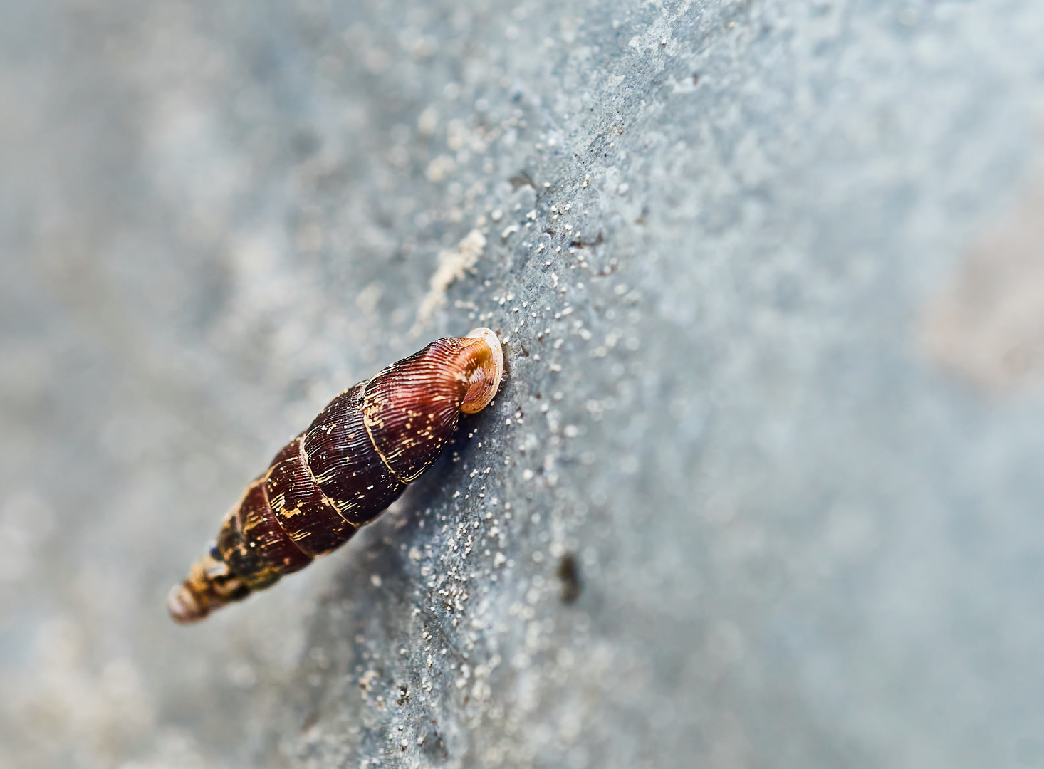 Schließmundschnecke (Clausiliidae)