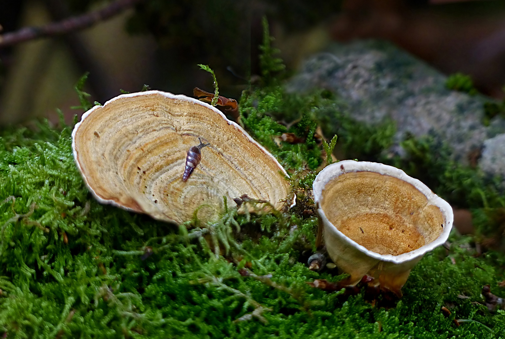 Schliessmundschnecke