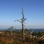 Schliffkopf im Schwarzwald