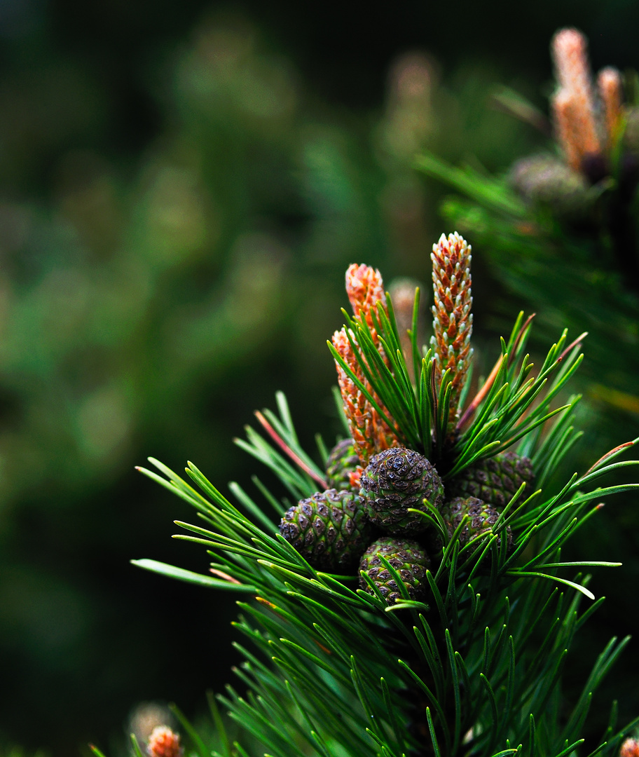 Schliffkopf pine flowering