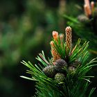 Schliffkopf pine flowering