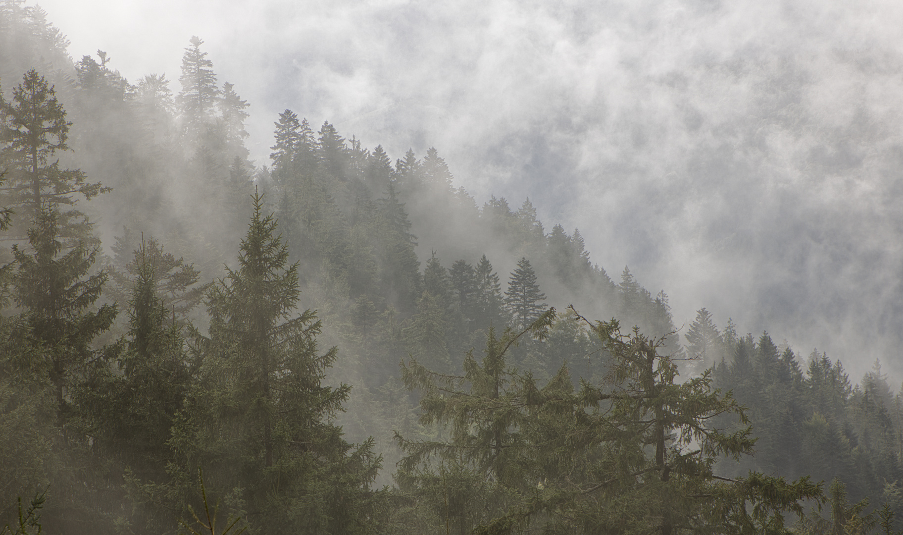 Schliffkopf, Schwarzwald im Nebel 1