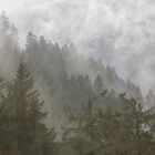 Schliffkopf, Schwarzwald im Nebel 1