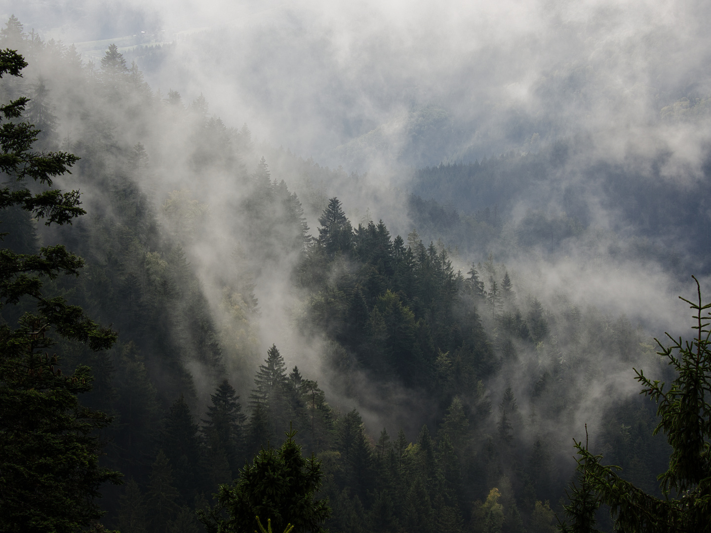 Schliffkopf, Schwarzwald im Nebel 2