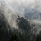 Schliffkopf, Schwarzwald im Nebel 2