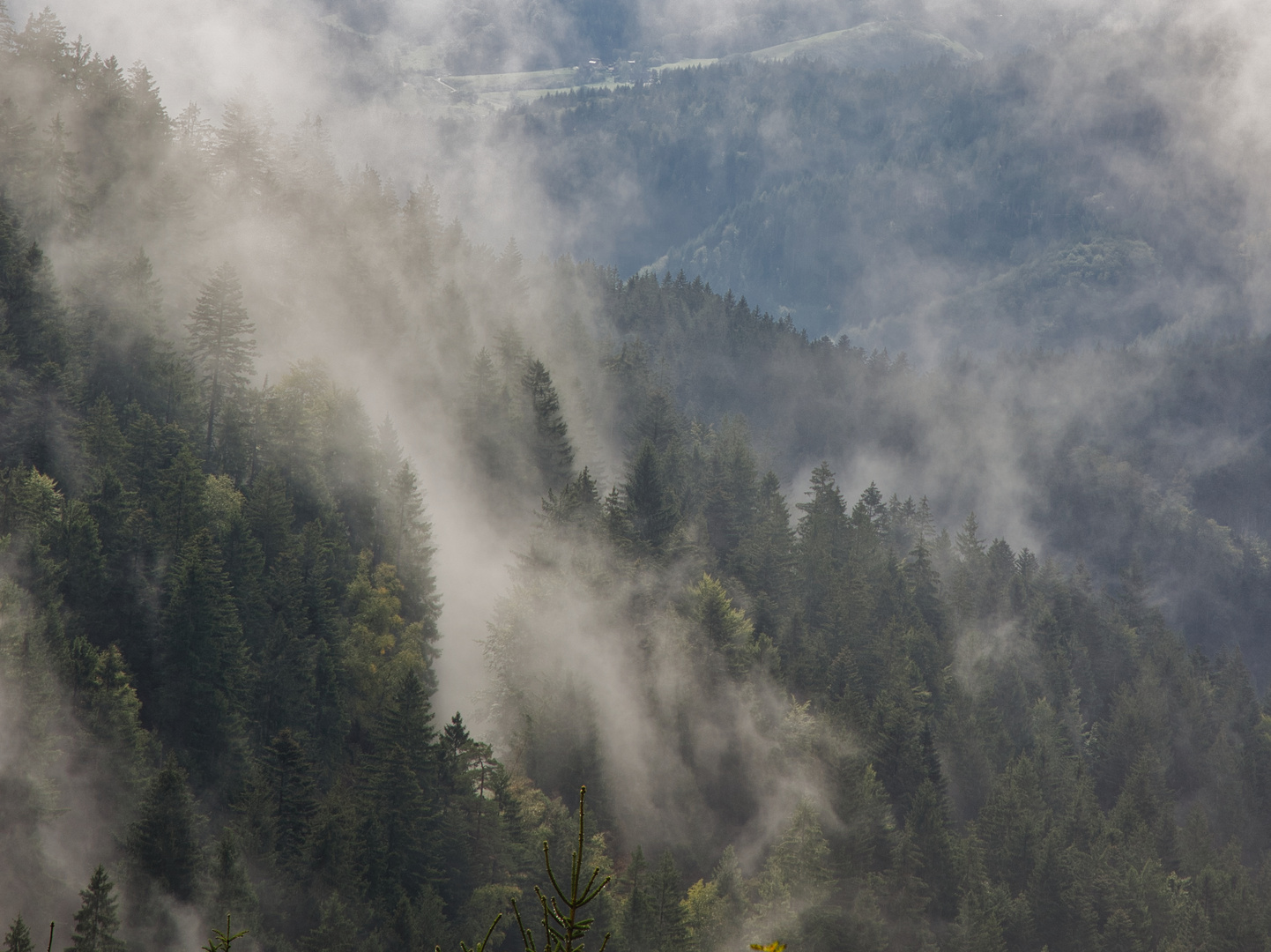 Schliffkopf, Schwarzwald im Nebel 3