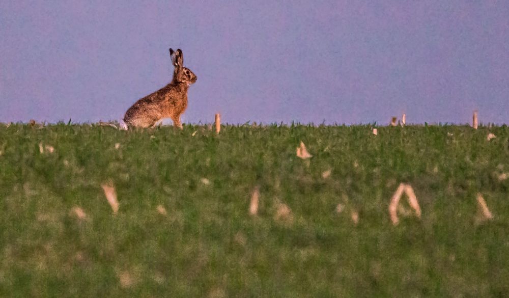 "SCHLIMMER geht IMMER", hier der Beweis (ISO 25600 u. 1/80 sec aus der Hand)