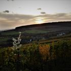 Schlingknöterich im Abendlicht 