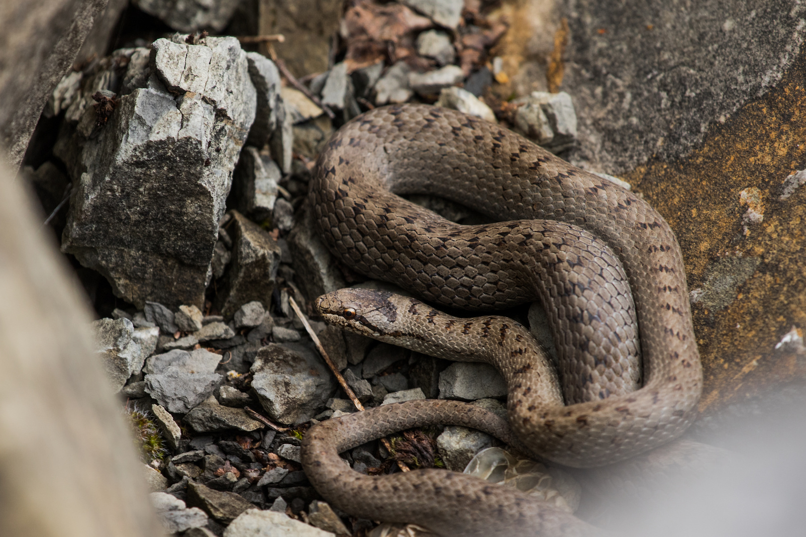Schlingnatter Foto & Bild tiere, wildlife, amphibien & reptilien