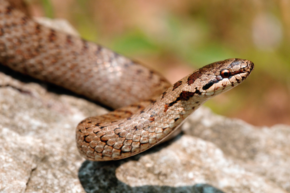 Schlingnatter (Cornella austriaca)