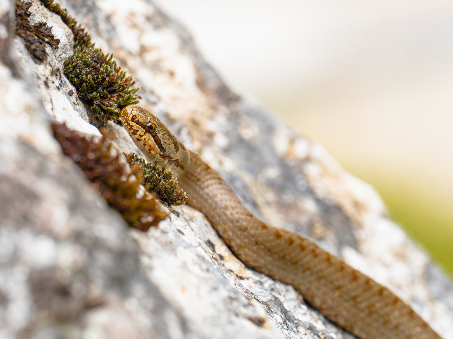 Schlingnatter (Coronella austriaca)