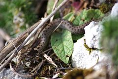 Schlingnatter ( Coronella austriaca)