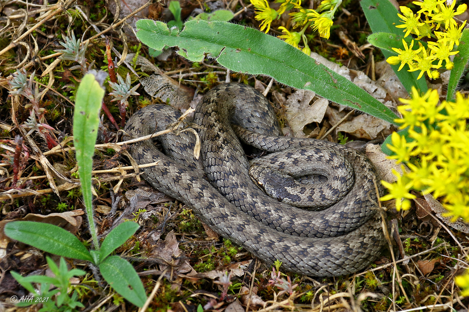 Schlingnatter  (Coronella austriaca) 