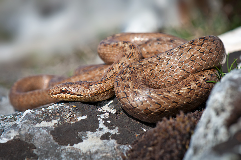 Schlingnatter (Coronella austriaca)