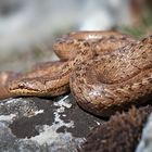 Schlingnatter (Coronella austriaca)