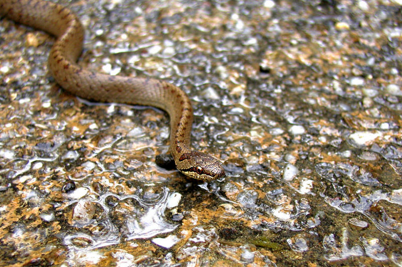 Schlingnatter (Coronella austriaca)