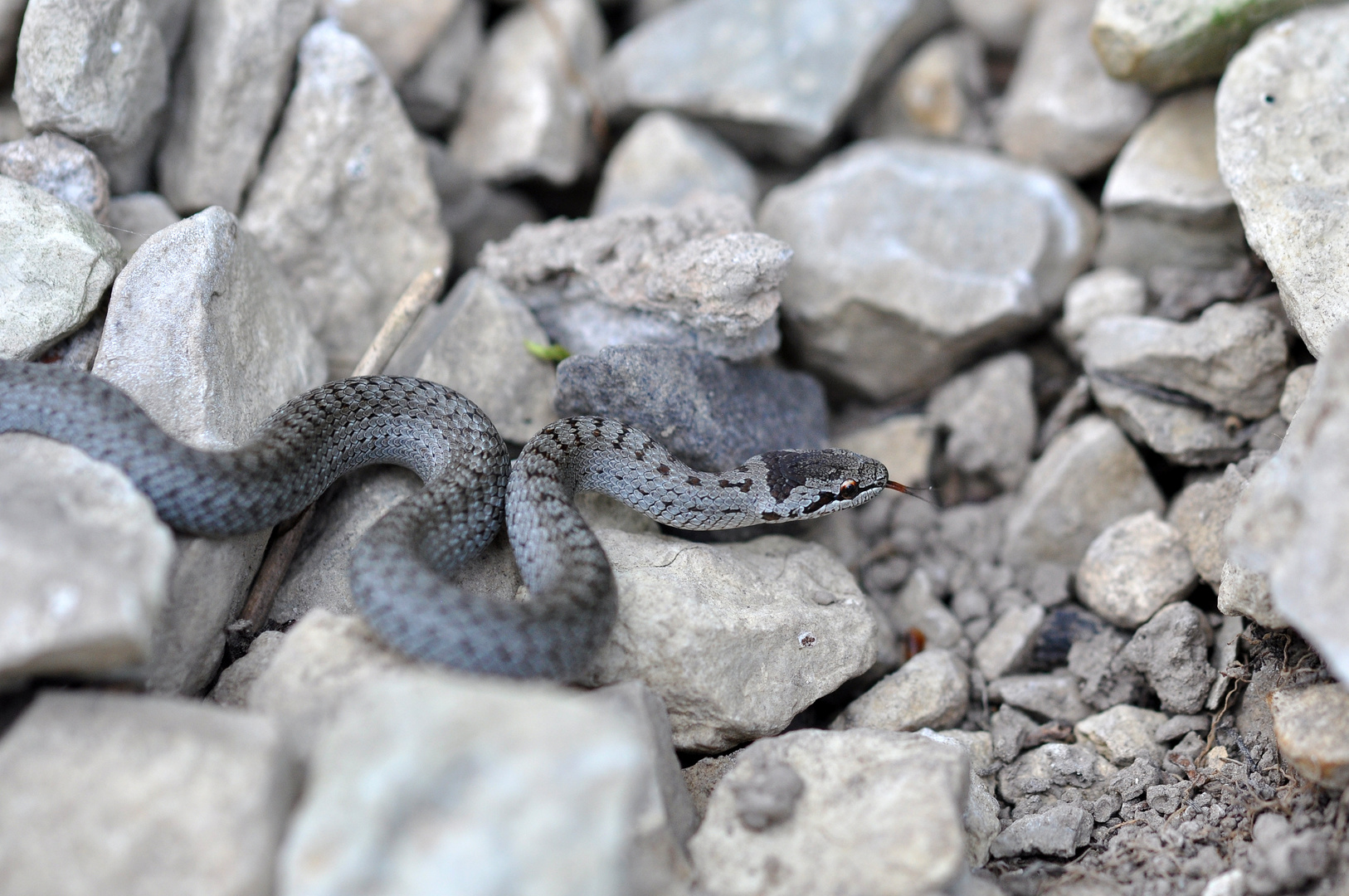 Schlingnatter (Coronella austriaca; juv.)