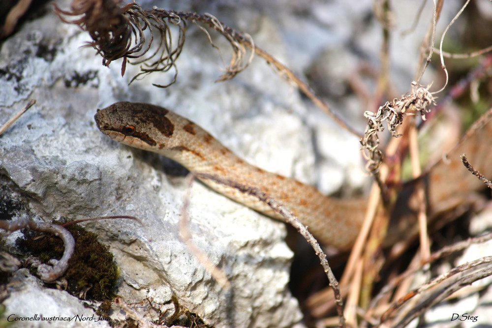 Schlingnatter ( Coronella austriaca) Nord-Jura