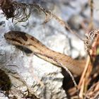 Schlingnatter ( Coronella austriaca) Nord-Jura