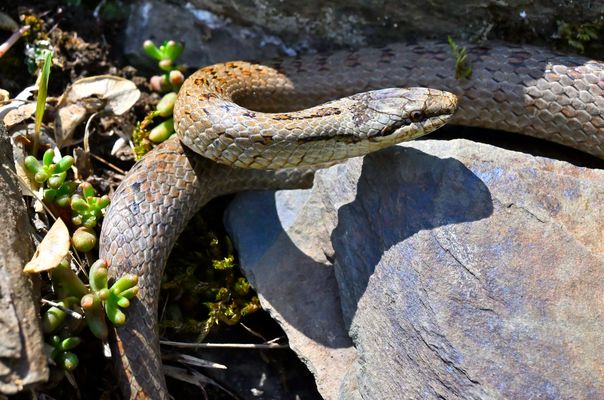 Schlingnatter im alten Weinberg