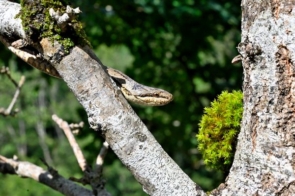 Schlingnatter im Gebüsch
