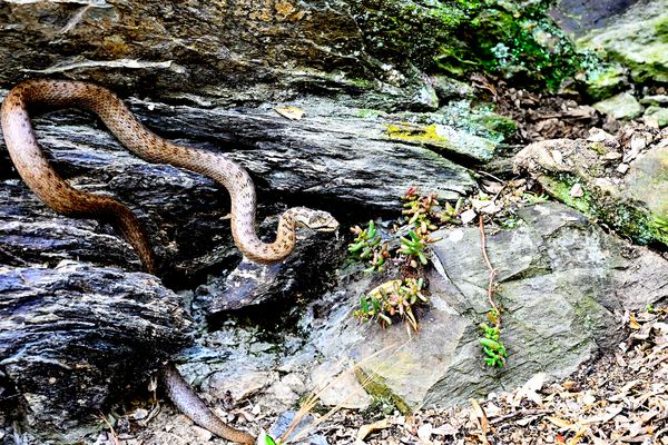 Schlingnatter im typischen Biotop