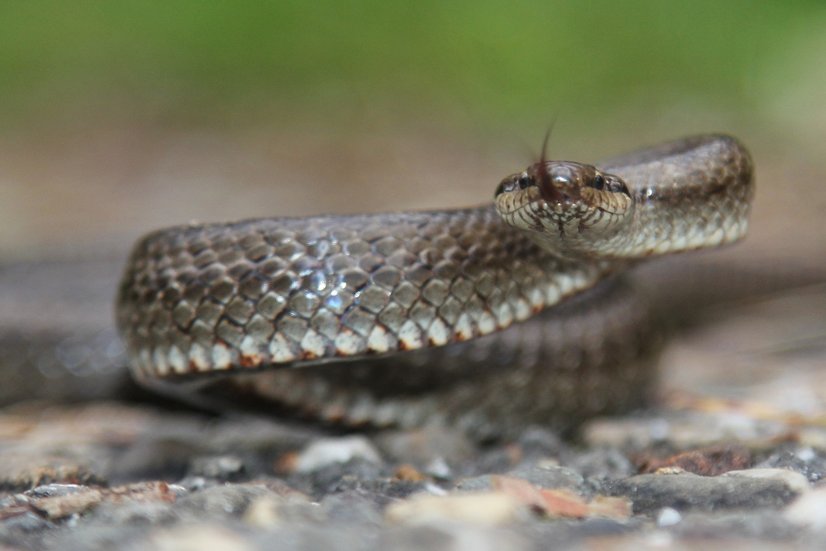 Schlingnatter im Wald