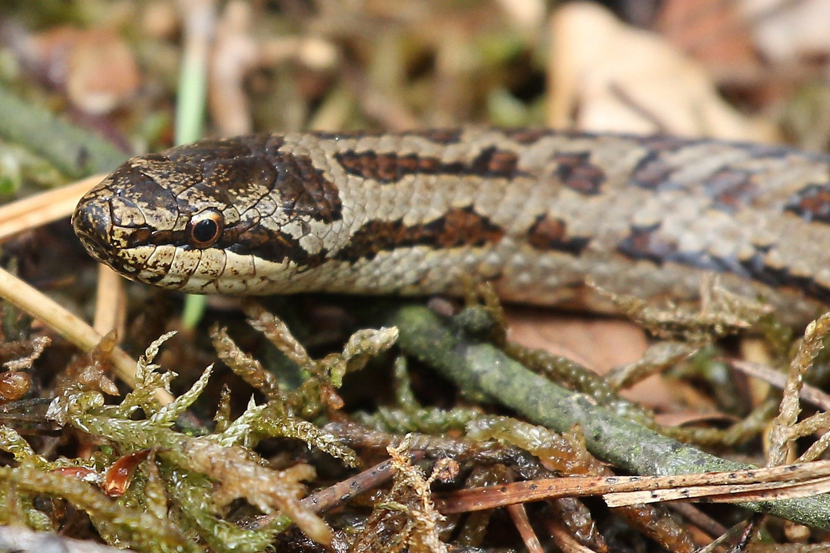 Schlingnatter im Wald