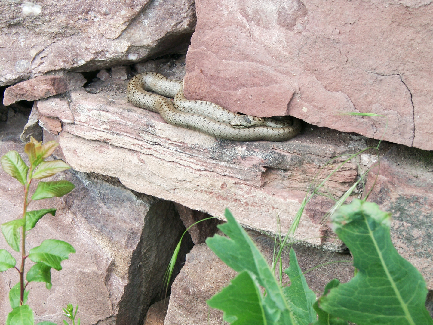 Schlingnatter im Weinberg