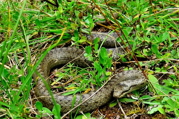 Schlingnatter lauert im Gras auf Beute