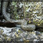 Schlingnatter(Coronella austriaca)