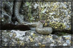 Schlingnatter(Coronella austriaca)