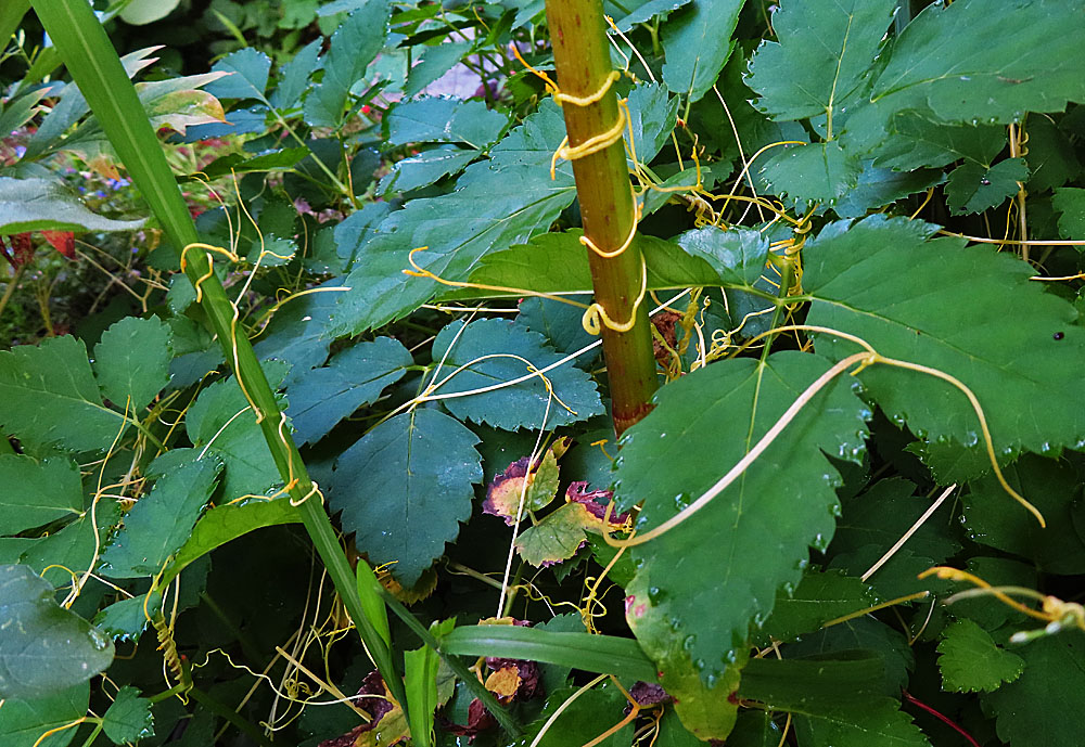 Schlingpflanze im Garten Foto & Bild pflanzen, pilze & flechten