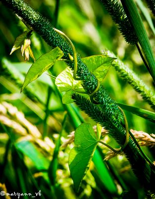 Schlingprflanze in der Wiese