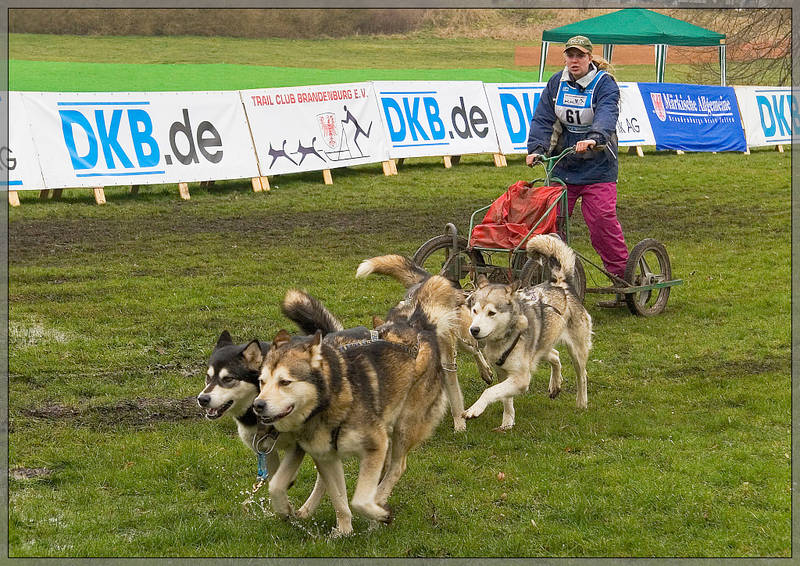 Schlittehunderennen