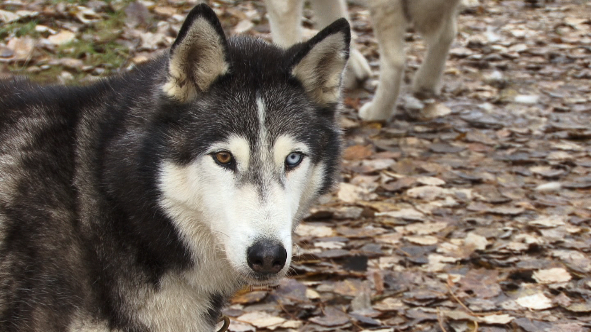 Schlitten Hund