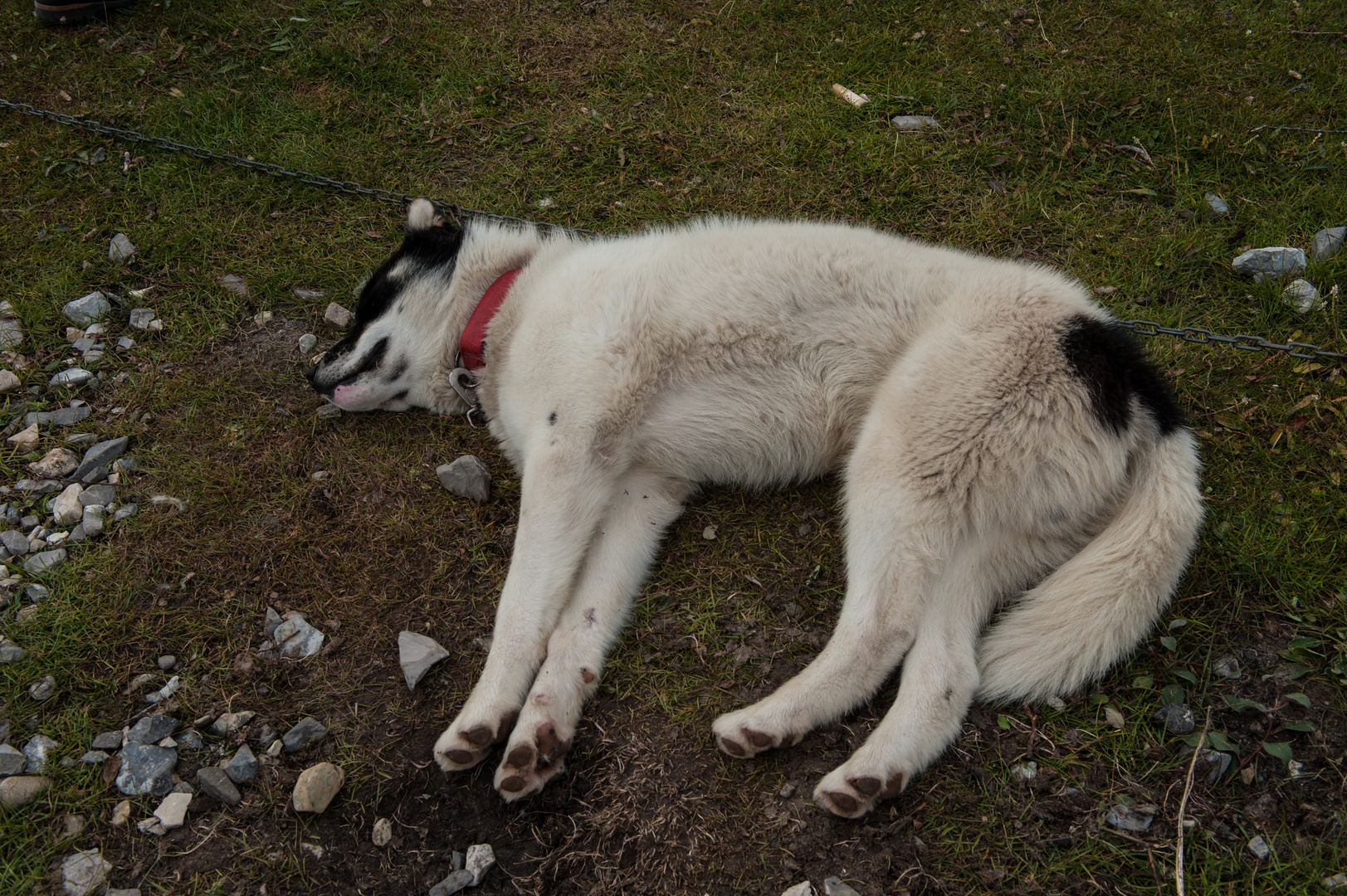 (Schlitten)-Hundemüde, Grönland