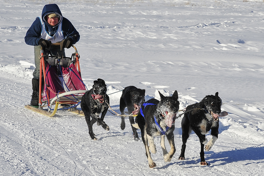 Schlitten-Hunderennen in Fairbanks