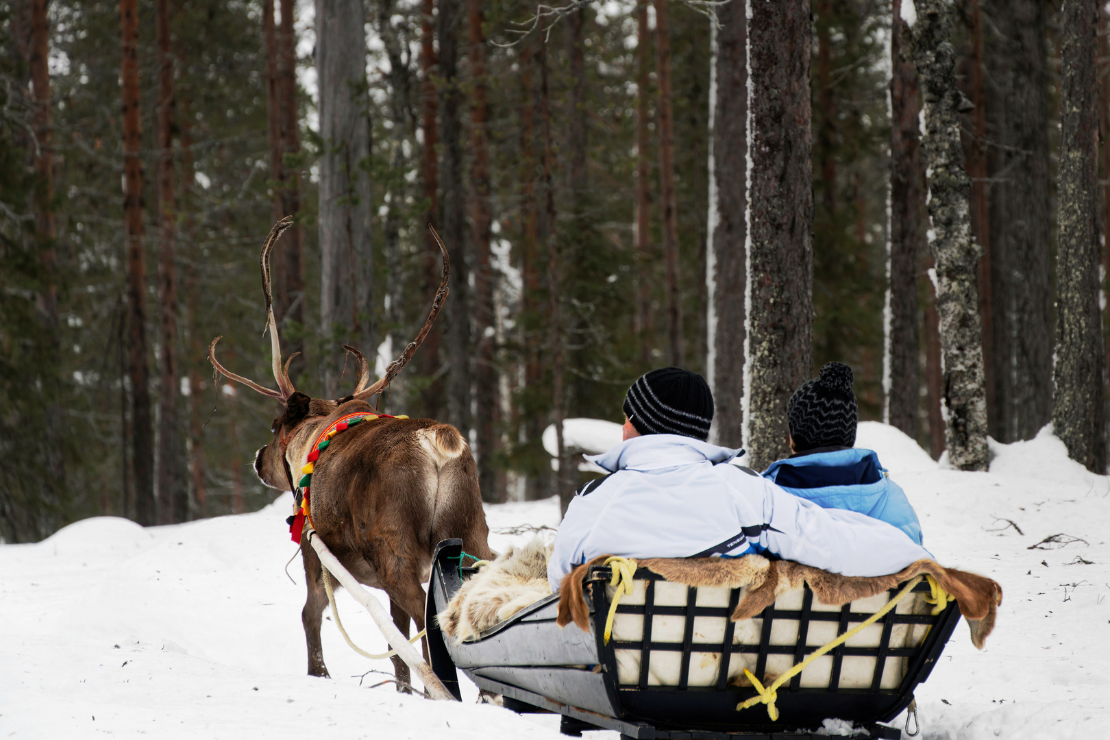 Schlittenfahrt Foto & Bild europe, scandinavia, finland Bilder auf