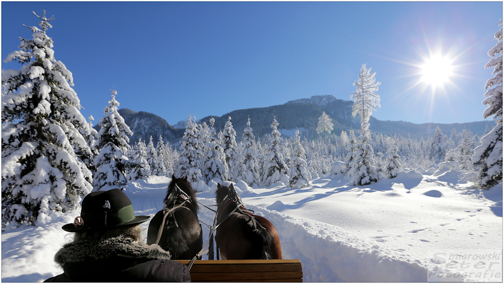 Schlittenfahrt durch Zauberwald Foto & Bild  europe, alps alpen alpes 