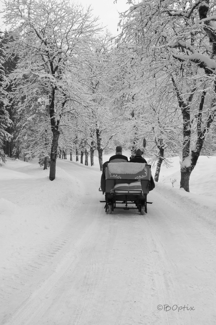 Schlittenfahrt im allgäuer Winter