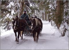 Schlittenfahrt im April