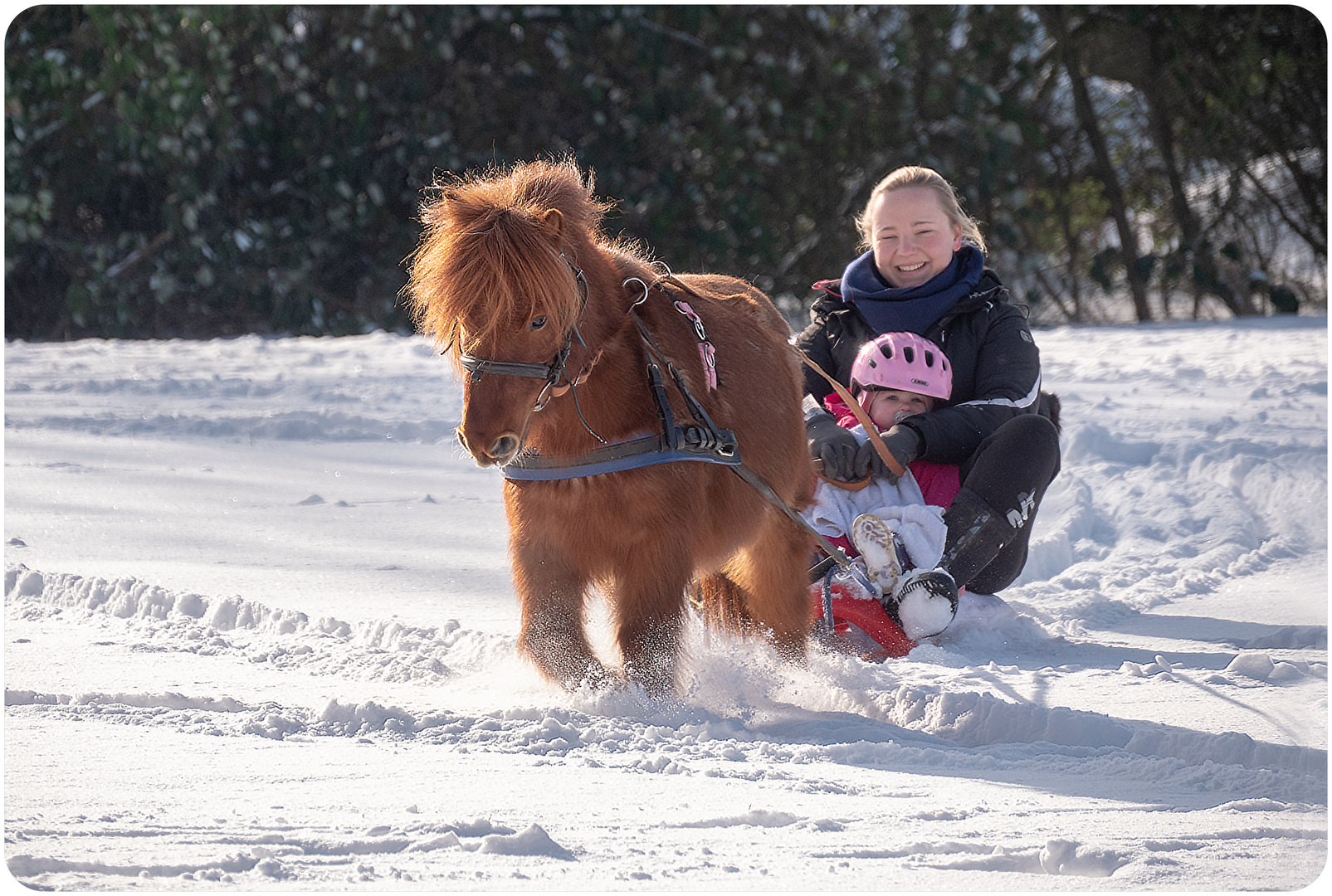 Schlittenfahrt mit  Shetty 