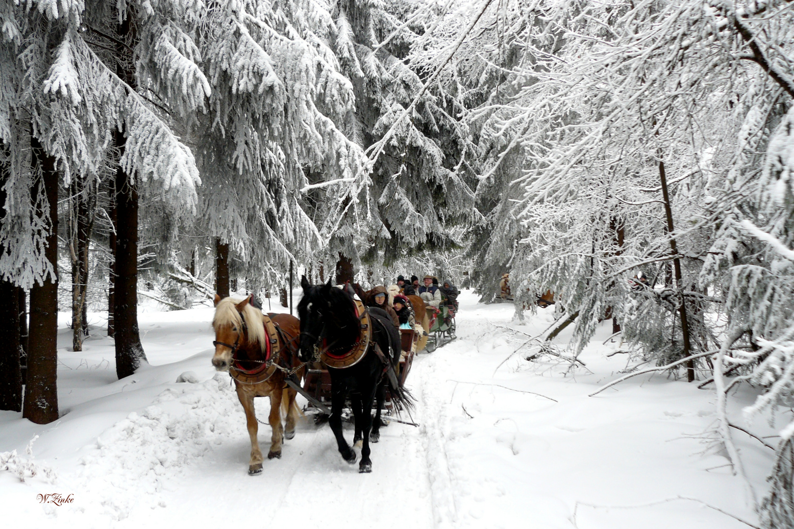 Schlittenfahrten im Thüringer Winterwald Foto & Bild landschaft, wald