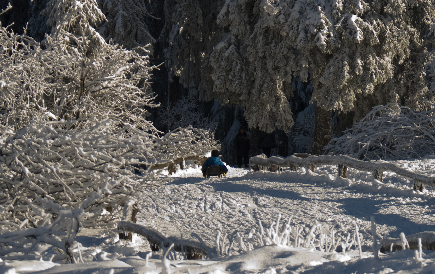 Schlittenfaht auf dem Feldberg (Taunus)