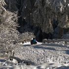 Schlittenfaht auf dem Feldberg (Taunus)