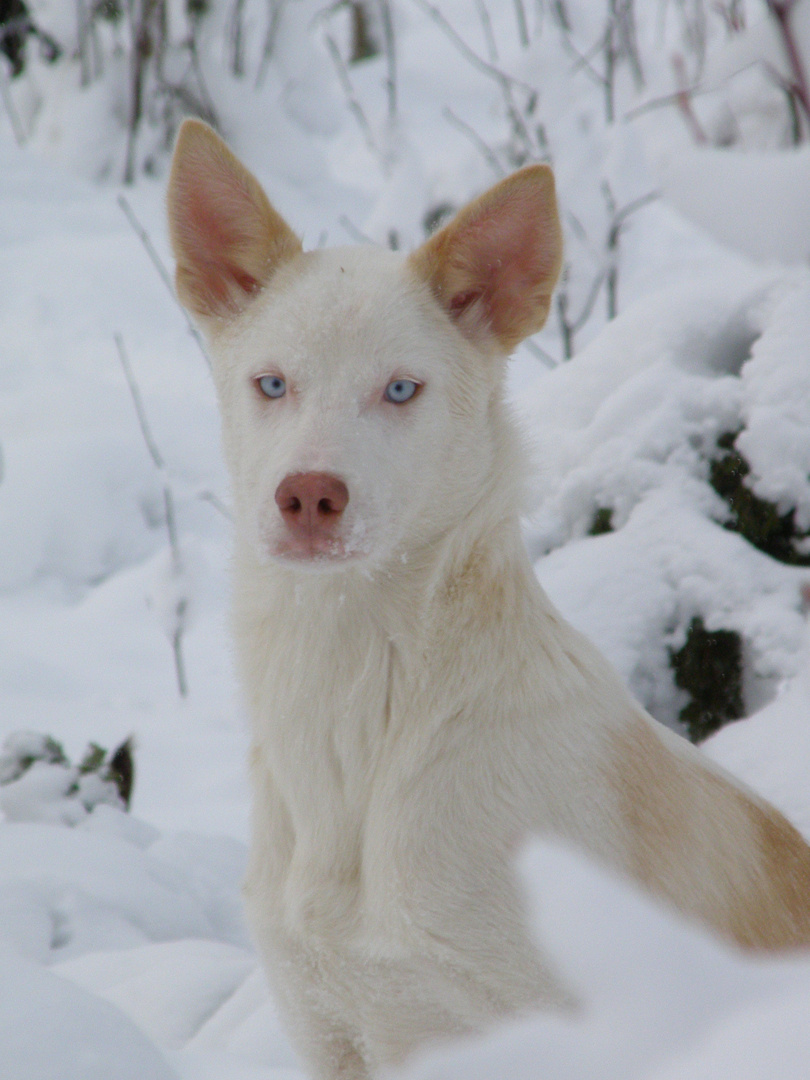 Schlittenhund